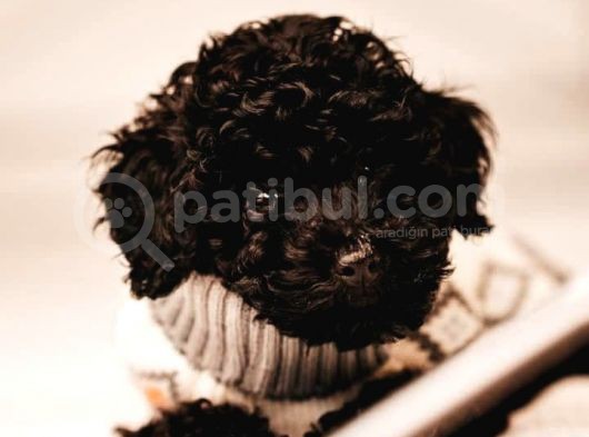 Black ( Si̇yah ) Toy Poodle Yavrumuz görsel