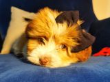 Güzeller Güzeli Maltipoo Kızım