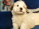 Küçük Morkie Kizim