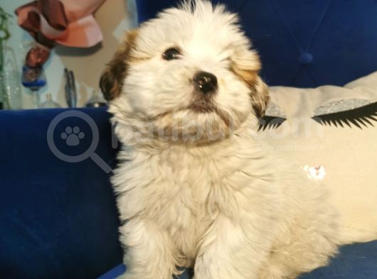 Küçük Morkie Kizim görsel