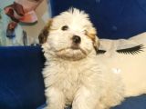 Küçük Morkie Kizim