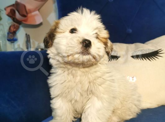Küçük Morkie Kizim