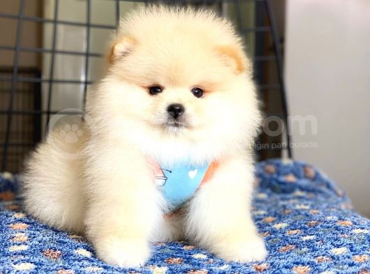 Pomeranian Boo Teddy Face Erkek Yavrumuz