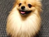 2,5 Kg Pomeranian 2 Yaşinda Eği̇ti̇mli̇ Di̇şi̇