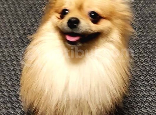 2,5 Kg Pomeranian 2 Yaşinda Eği̇ti̇mli̇ Di̇şi̇
