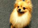 2,5 Kg Pomeranian 2 Yaşinda Eği̇ti̇mli̇ Di̇şi̇
