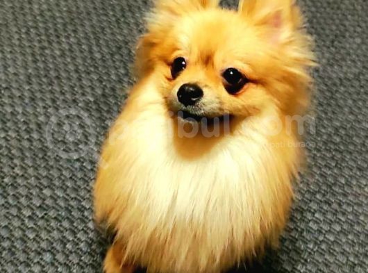 2,5 Kg Pomeranian 2 Yaşinda Eği̇ti̇mli̇ Di̇şi̇ görsel