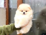 Oyuncak Görünümlü Pomeranian Boo Yavrumuz