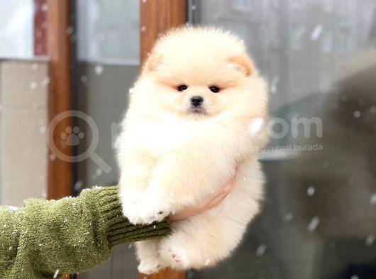 Oyuncak Görünümlü Pomeranian Boo Yavrumuz görsel