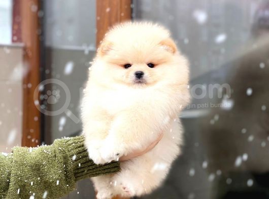 Oyuncak Görünümlü Pomeranian Boo Yavrumuz görsel