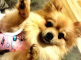 2,5 Kg Pomeranian 2 Yaşinda Eği̇ti̇mli̇ Di̇şi̇