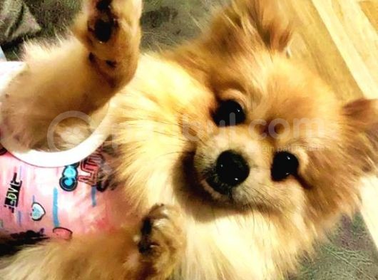 2,5 Kg Pomeranian 2 Yaşinda Eği̇ti̇mli̇ Di̇şi̇ görsel