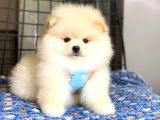 Ayıcık Surat Pomeranian Boo Bebeğimiz