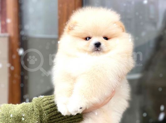 Oyuncak Görünümlü Pomeranian Boo Yavrumuz