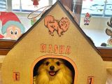 2,5 Kg Pomeranian 2 Yaşinda Eği̇ti̇mli̇ Di̇şi̇