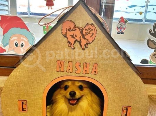 2,5 Kg Pomeranian 2 Yaşinda Eği̇ti̇mli̇ Di̇şi̇ görsel