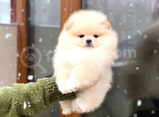 Oyuncak Görünümlü Pomeranian Boo Yavrumuz görsel