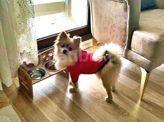 2,5 Kg Pomeranian 2 Yaşinda Eği̇ti̇mli̇ Di̇şi̇ görsel