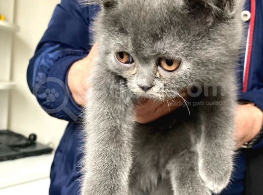 Efsane Oyuncu Scotti̇sh Yavru görsel
