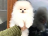 Güzeller Güzeli Pomeranian Boo Mini Dişi Yavrumuz
