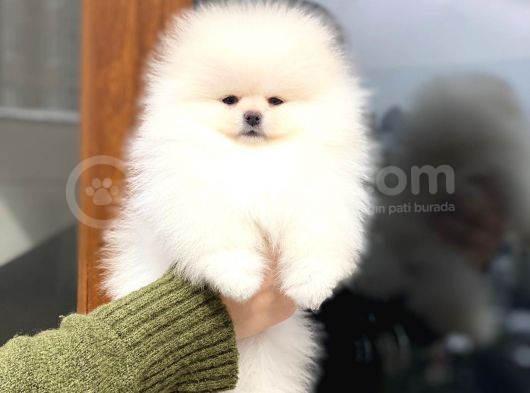 Güzeller Güzeli Pomeranian Boo Mini Dişi Yavrumuz