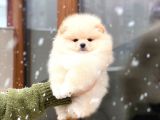 Pomeranian Boo Teddy Face Mini Dişi Yavrumuz