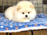 Ayıcık Surat Pomeranian Boo Bebeğimiz