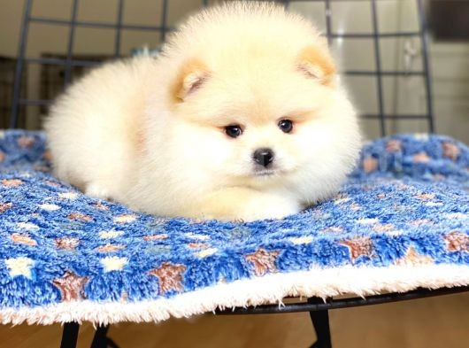 Ayıcık Surat Pomeranian Boo Bebeğimiz görsel