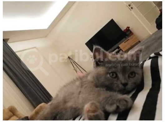 Akilli Oyuncu Ve Sessi̇z Bi̇r Poğaça görsel