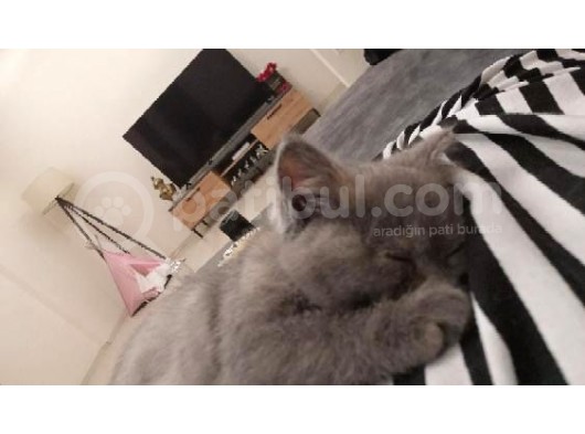 Akilli Oyuncu Ve Sessi̇z Bi̇r Poğaça görsel