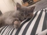 Akilli Oyuncu Ve Sessi̇z Bi̇r Poğaça