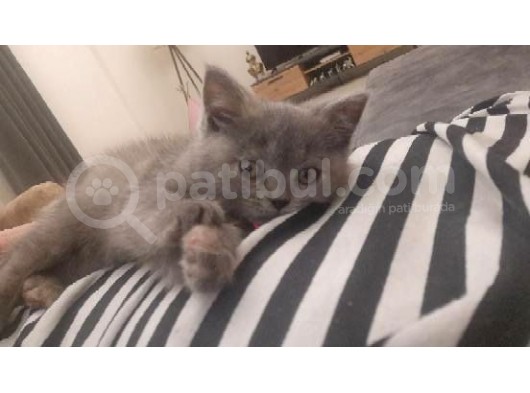 Akilli Oyuncu Ve Sessi̇z Bi̇r Poğaça görsel