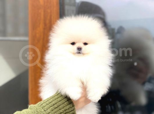Güzeller Güzeli Pomeranian Boo Mini Dişi Yavrumuz görsel