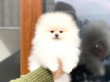 Show Kalite Dişi Pomeranian Boo Yavrumuz