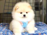 Pomeranian Boo Teddy Face Erkek Yavrumuz