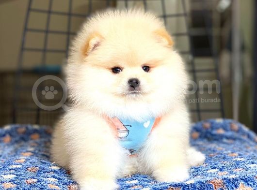 Pomeranian Boo Teddy Face Erkek Yavrumuz görsel