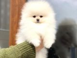 Güzeller Güzeli Pomeranian Boo Mini Dişi Yavrumuz