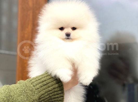 Güzeller Güzeli Pomeranian Boo Mini Dişi Yavrumuz görsel