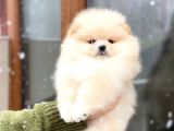 Pomeranian Boo Teddy Face Mini Dişi Yavrumuz