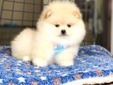 Pomeranian Boo Teddy Face Erkek Yavrumuz
