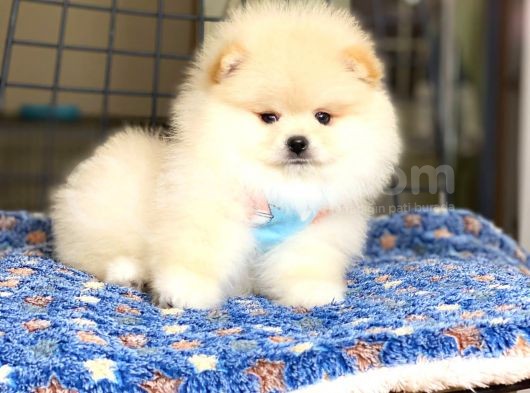 Pomeranian Boo Teddy Face Erkek Yavrumuz görsel