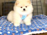 Ayıcık Surat Pomeranian Boo Bebeğimiz