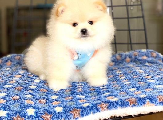 Pomeranian Boo Teddy Face Erkek Yavrumuz görsel