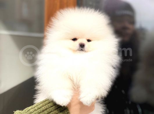 Güzeller Güzeli Pomeranian Boo Mini Dişi Yavrumuz görsel