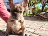 Merle French Bulldog