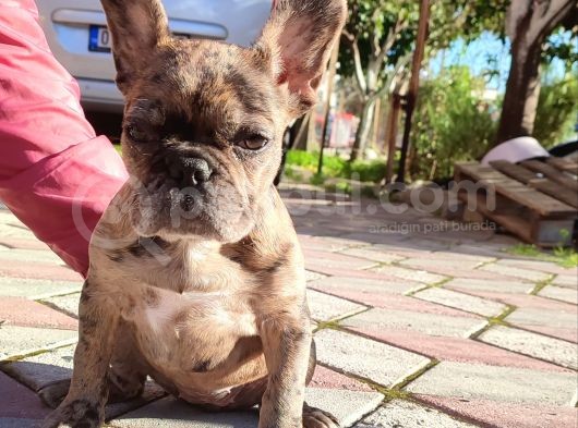 Merle French Bulldog görsel