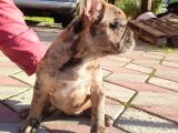 Merle French Bulldog