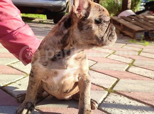 Merle French Bulldog görsel