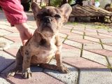 Merle French Bulldog