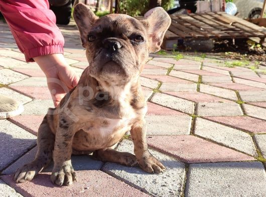 Merle French Bulldog görsel
